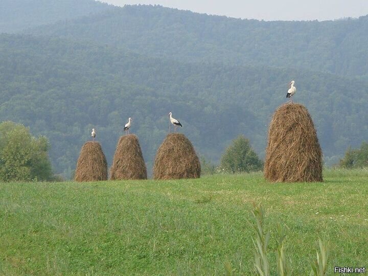 Солянка