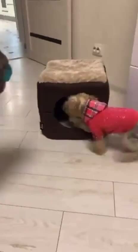 Скандализа, а не пёсель 