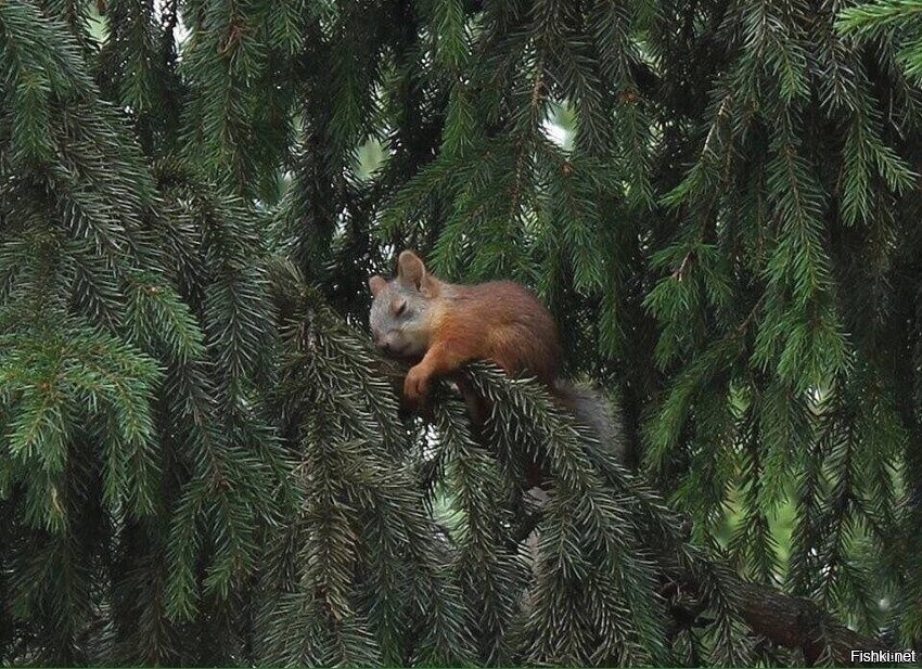 Солянка