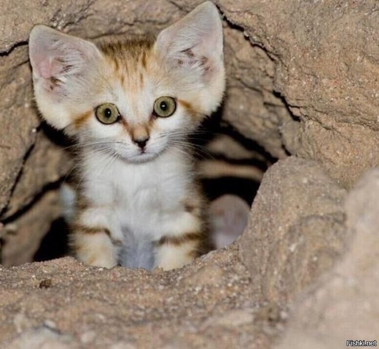 Барханная кошка