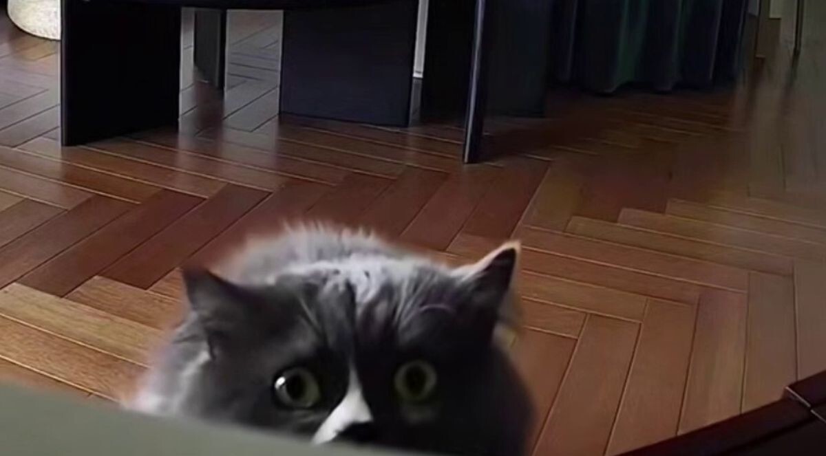 Реакция котов  на камеру наблюдения с динамиком