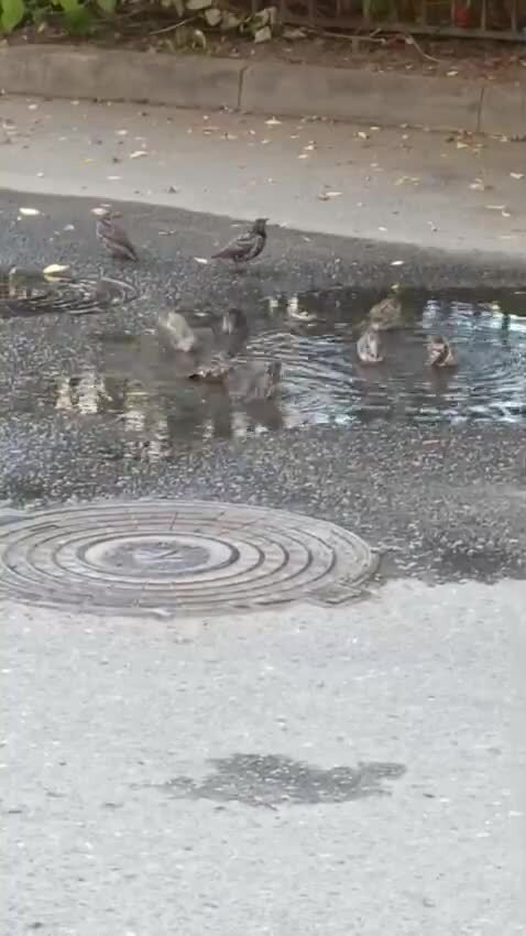 Солянка