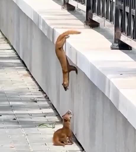 Вернулся за другом