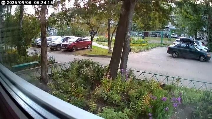 Зачем поводок, зачем намордник