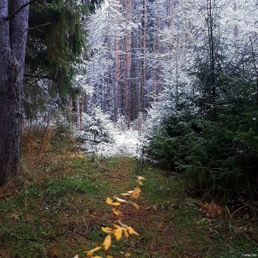 Солянка