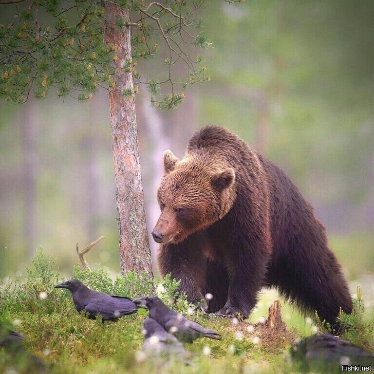 Солянка
