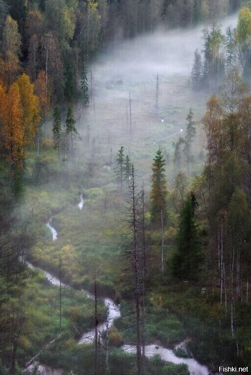Солянка