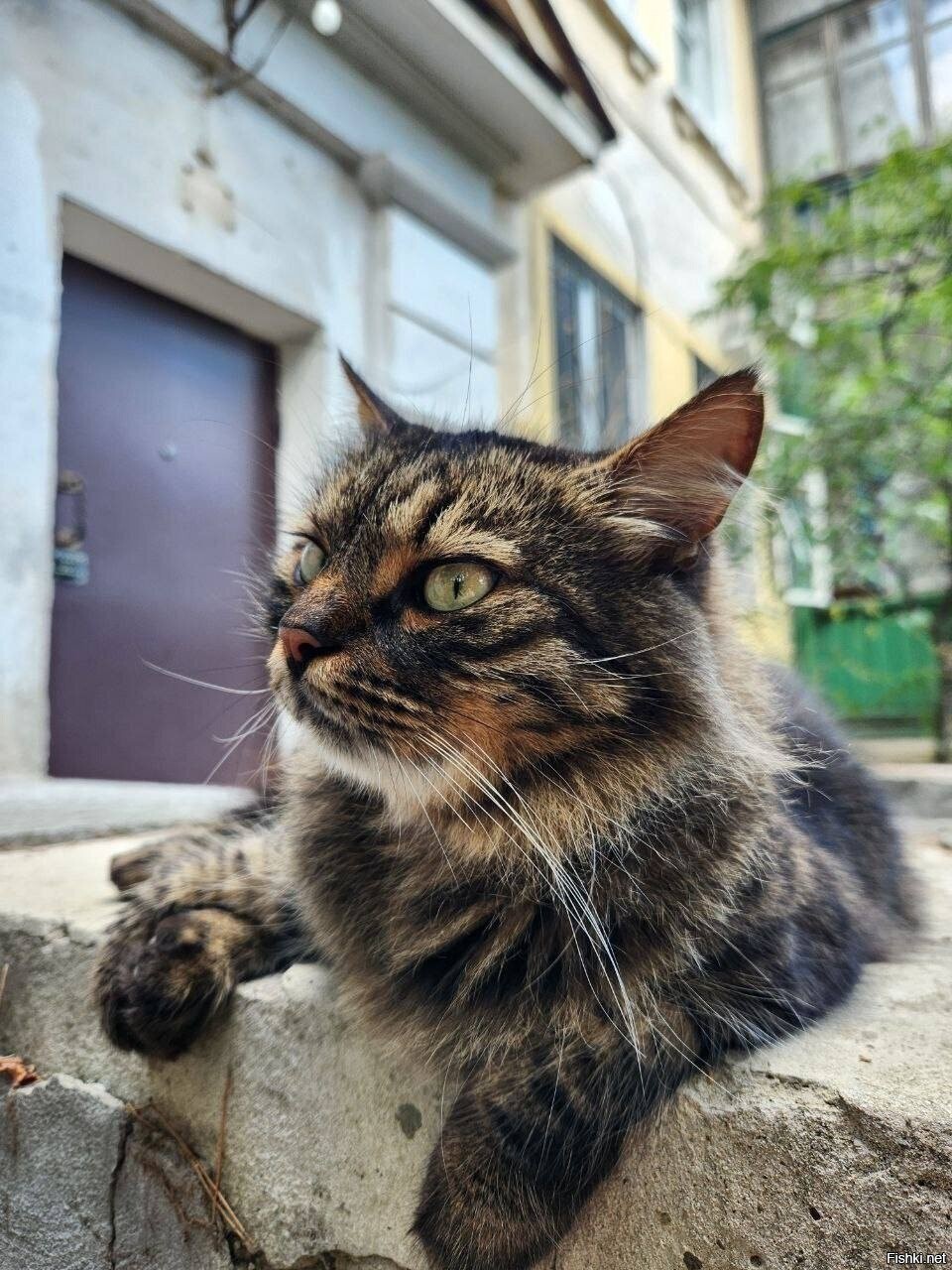 Солянка