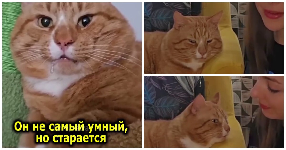 Особенный рыжий кот