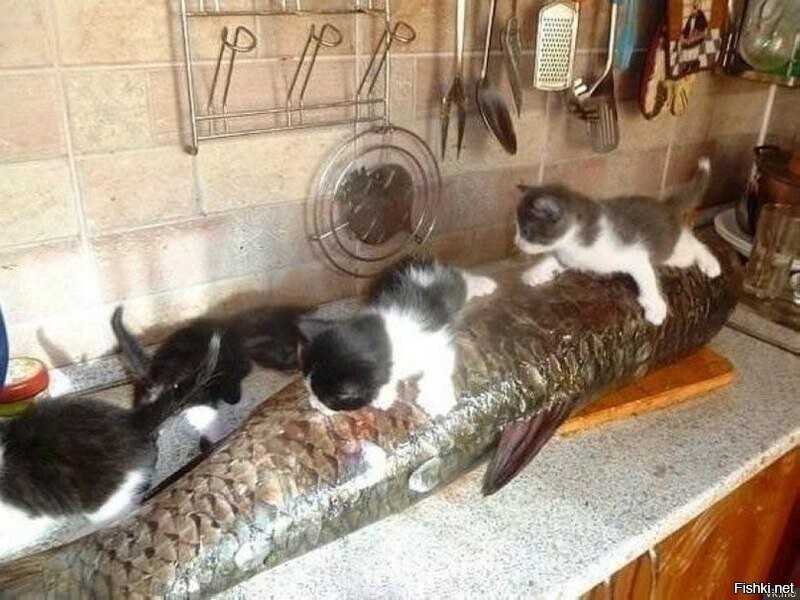 Всем добрейшего