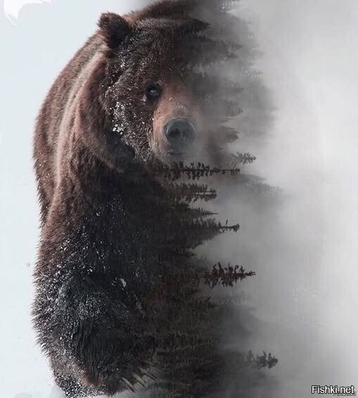 Тайга
