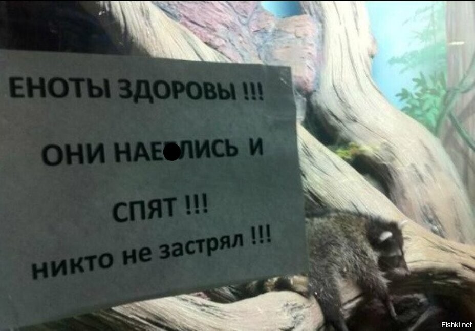 Везёт енотам