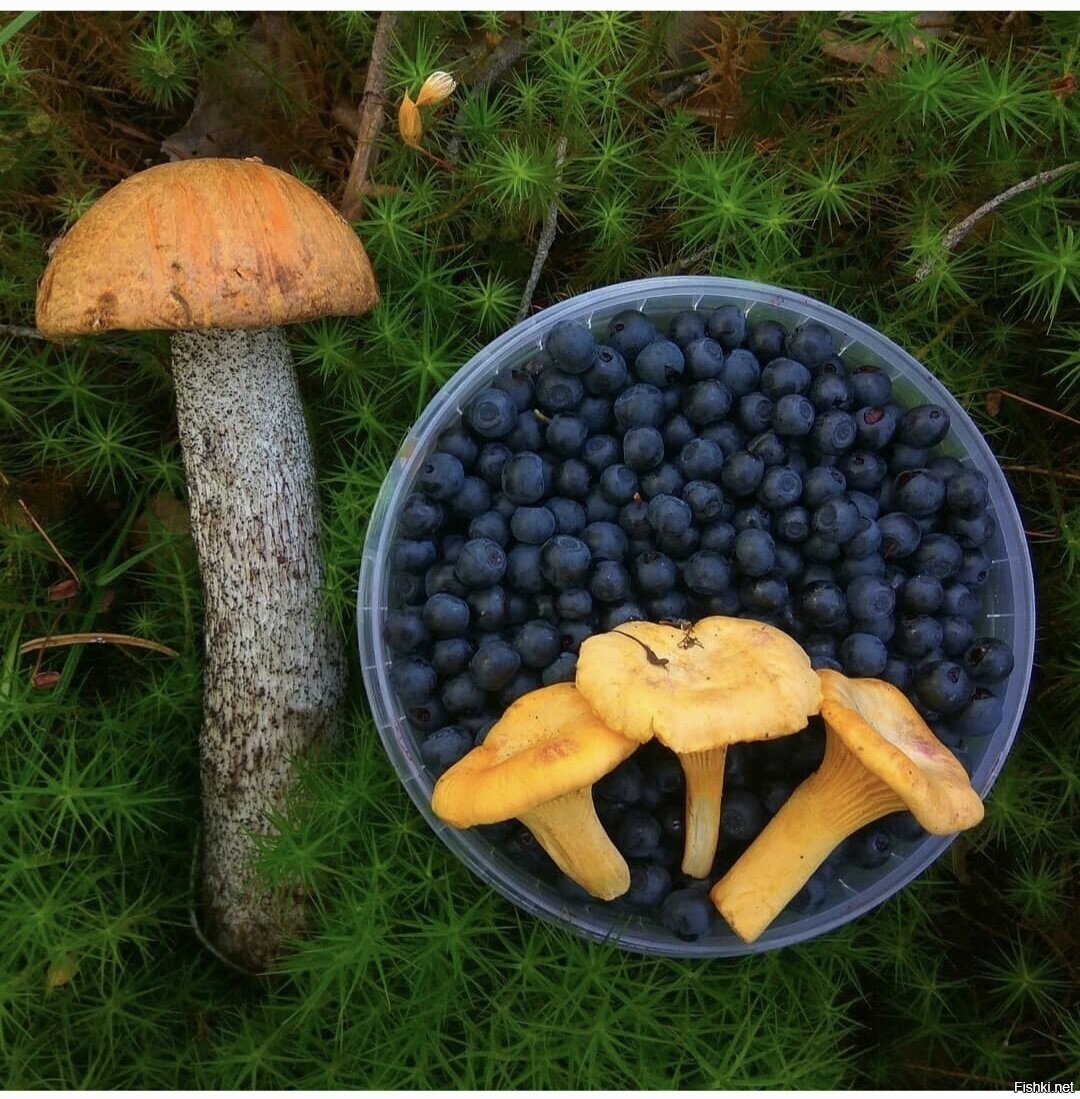 Солянка