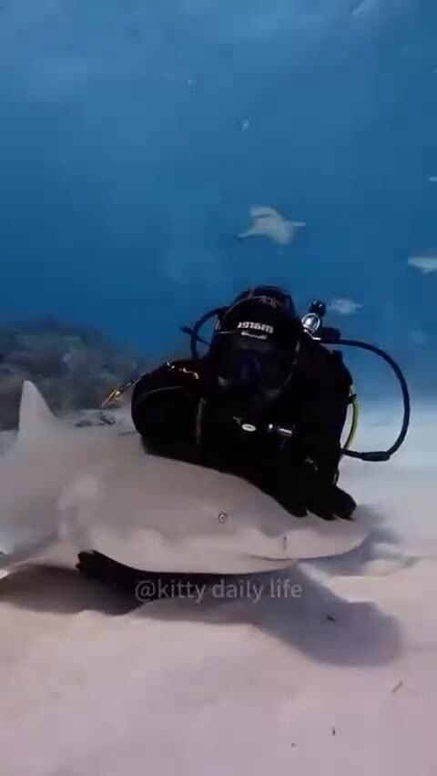 Весёлый подводный мир