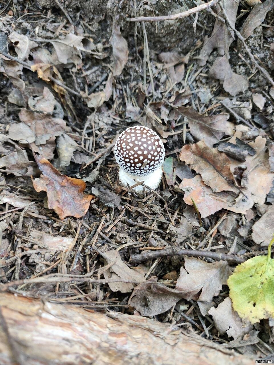 Солянка