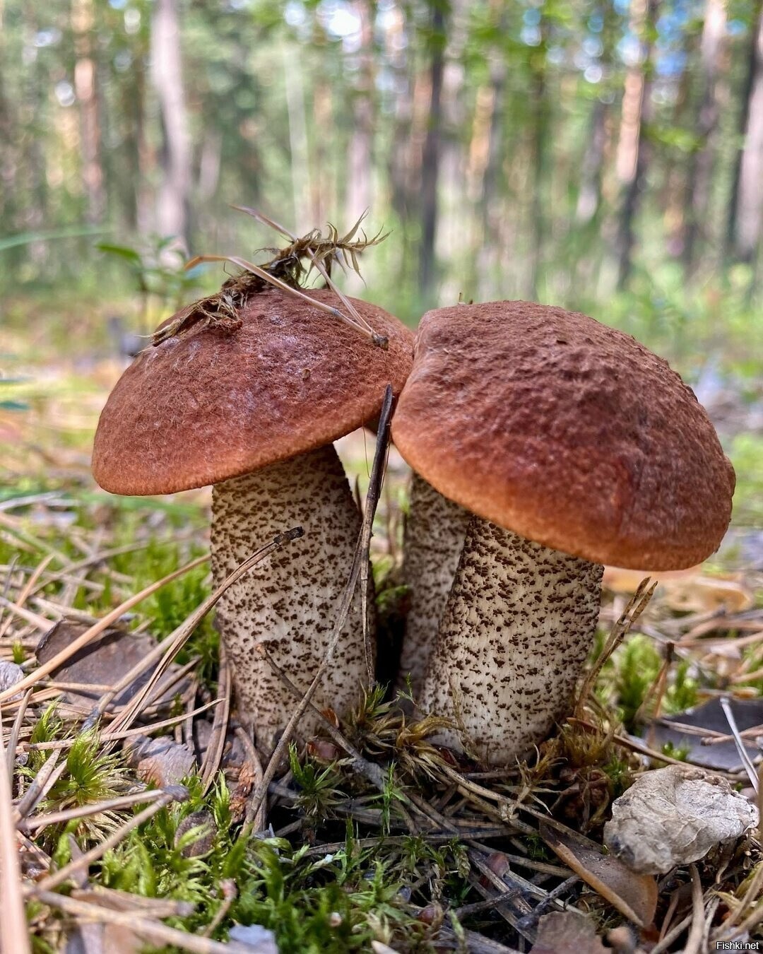 Солянка