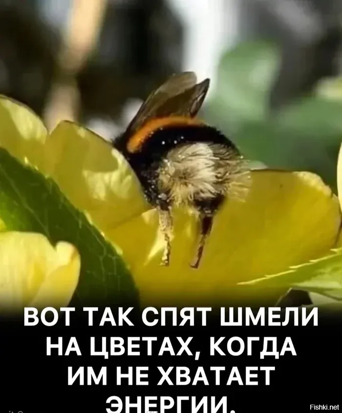 Без задних лап