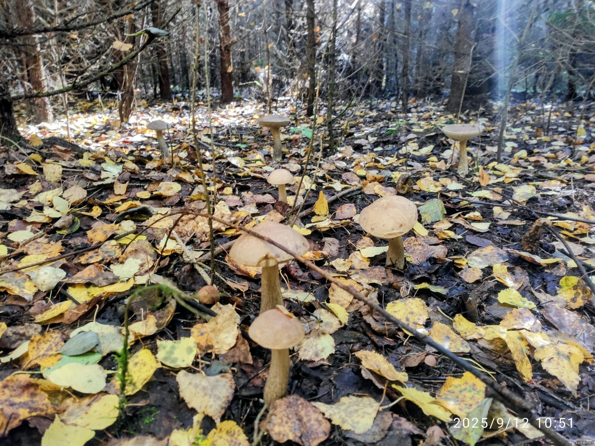 Где-то под Оханском