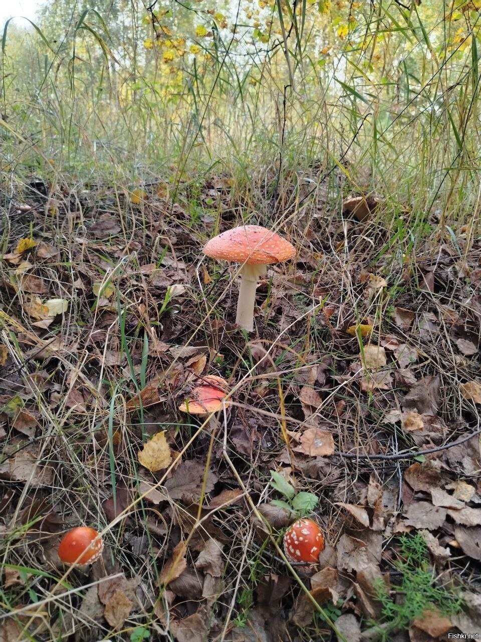 Солянка