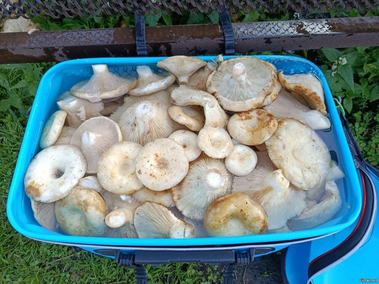 Солянка
