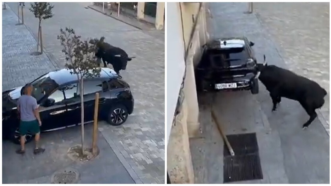 Разъярённый бык против автомобиля: жестокая дуэль на улице Испании