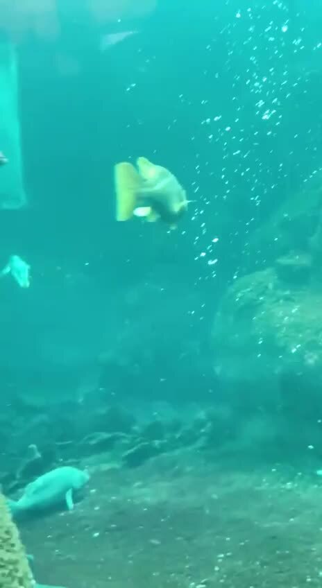 Под водой морские птицы тупики не отличаются от обычных — они плавают так, бу...