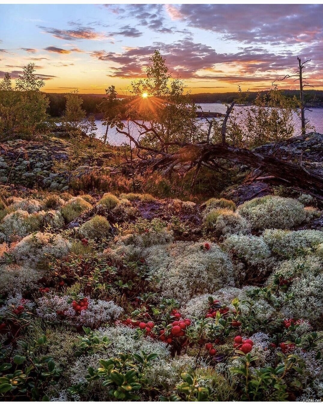 Солянка