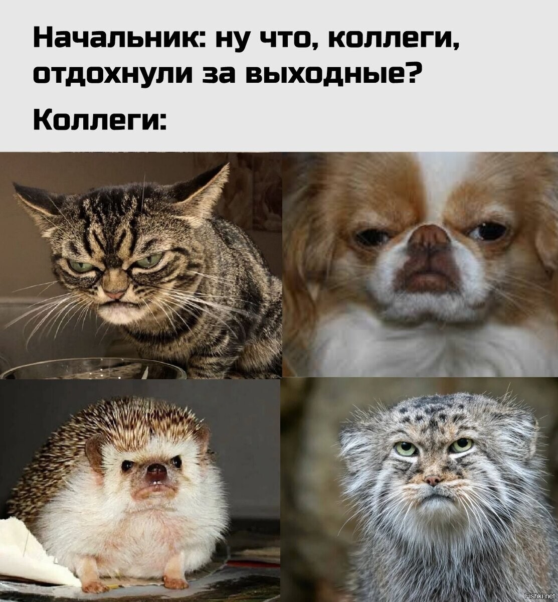 Солянка