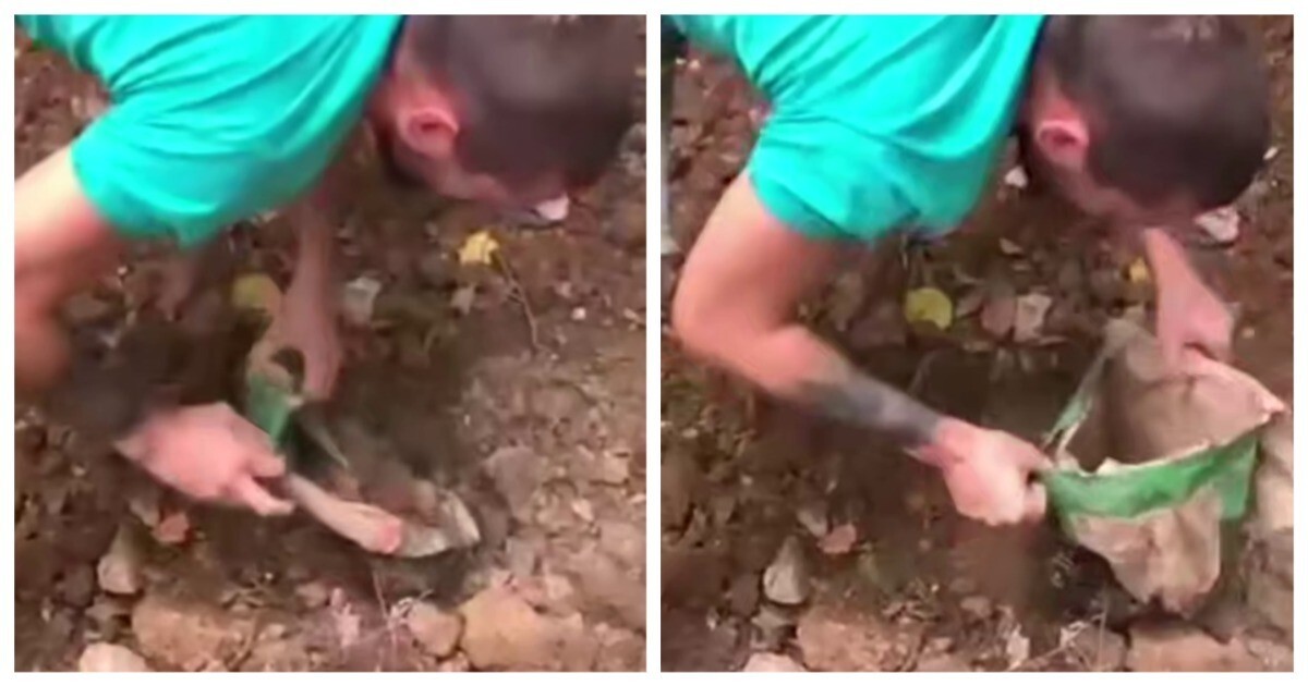 Парень спас похороненную заживо кошку