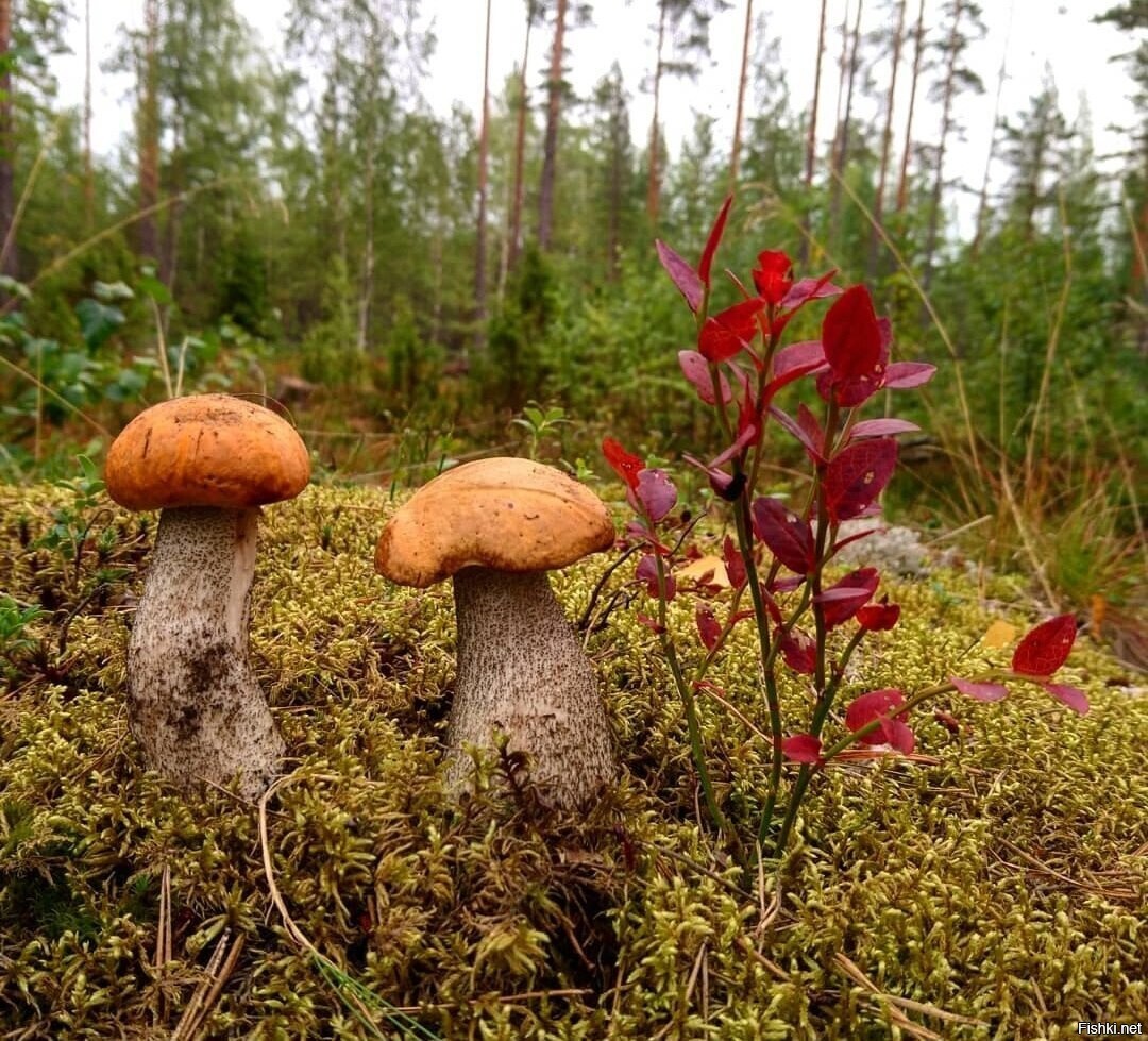 Солянка