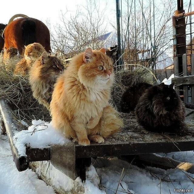 Солянка