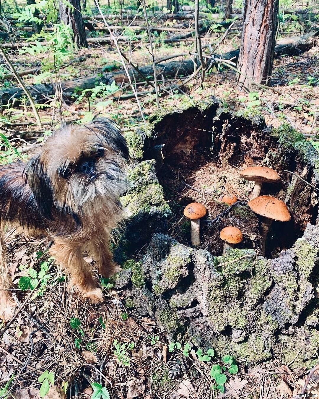 Солянка