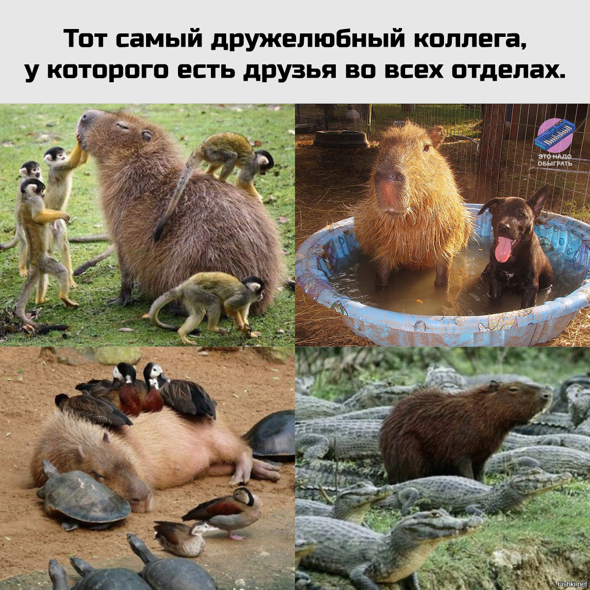 Солянка
