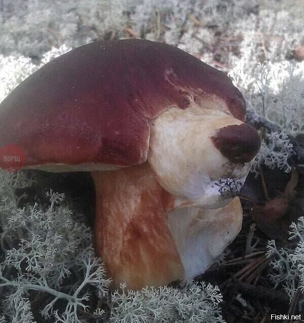 Что за зверь