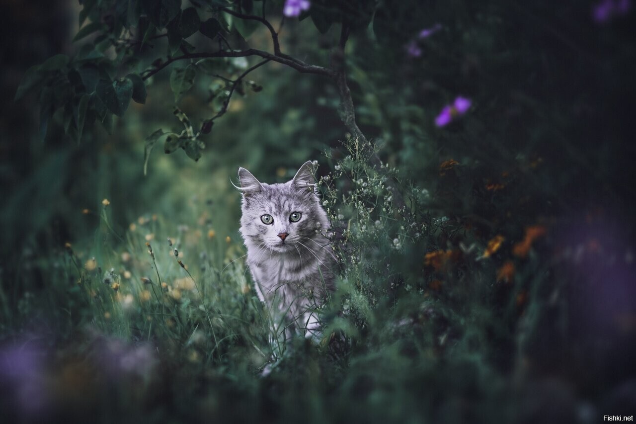 Солянка