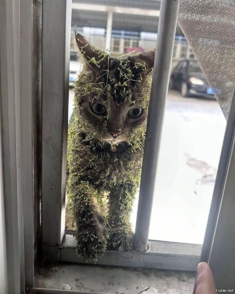 Солянка