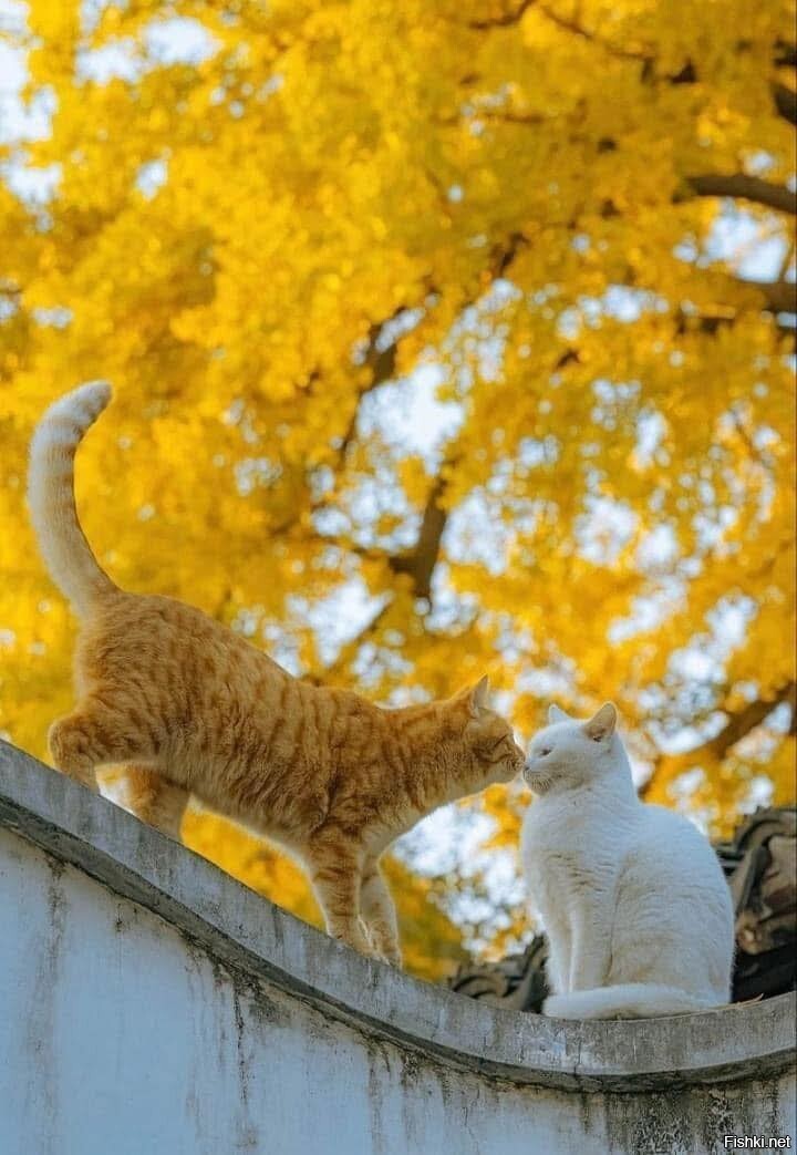 Осенний поцелуй)