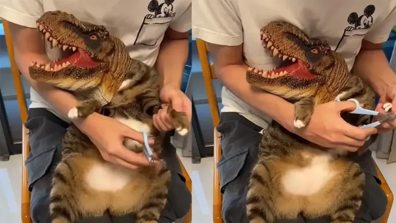 «Котозавру» стригут когти