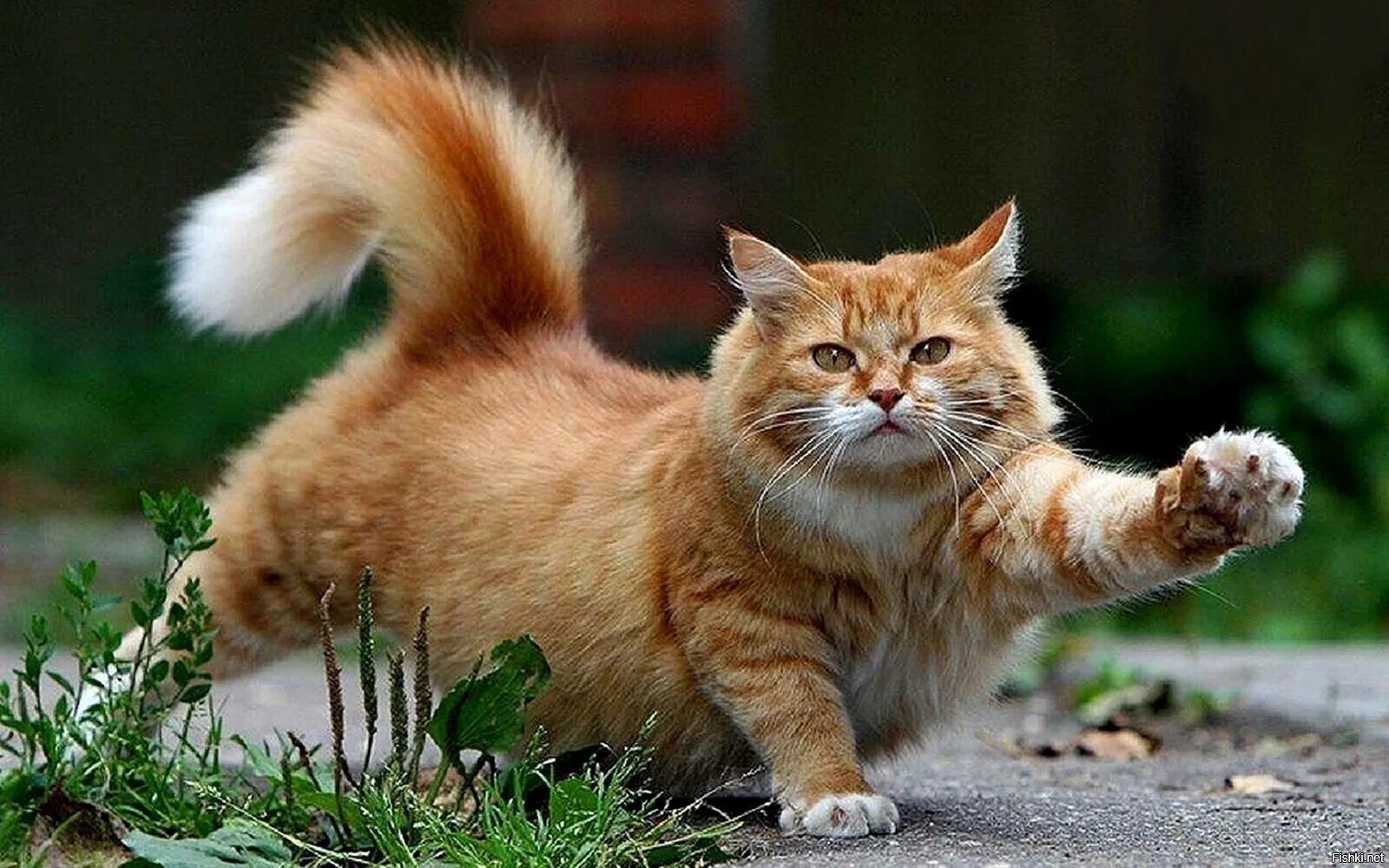 Рыжий Кот