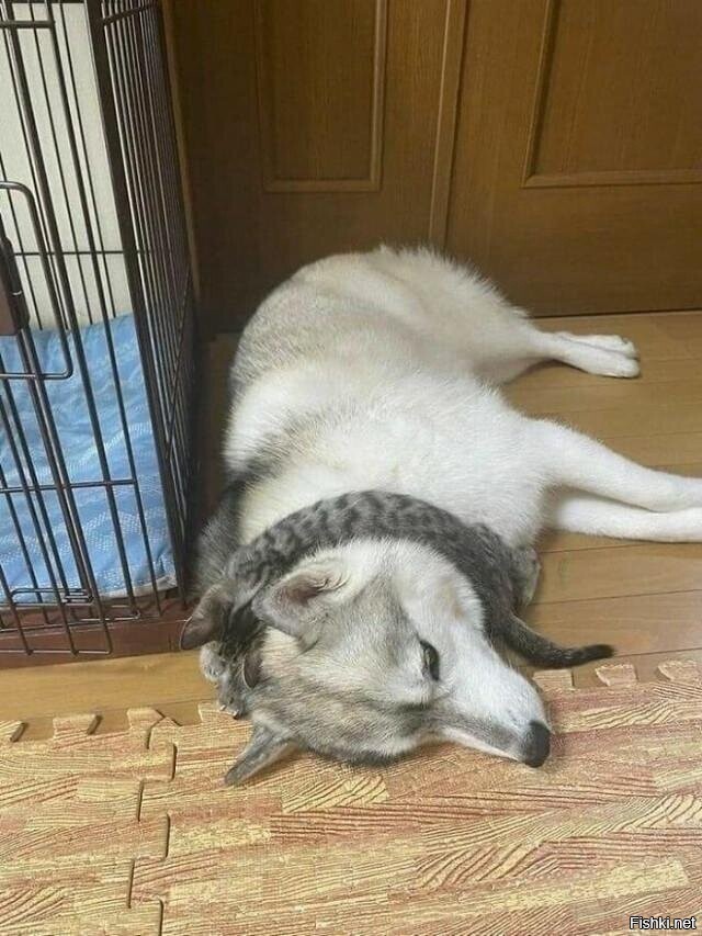 Солянка