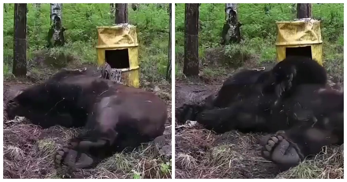 Пикантное видео с медведем