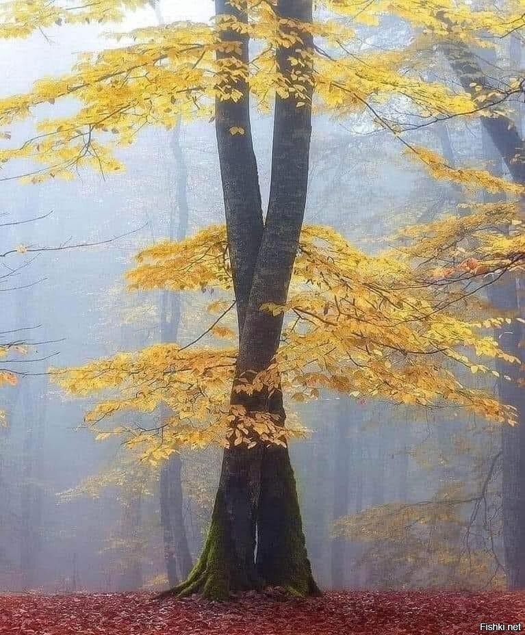 Осенний вальс