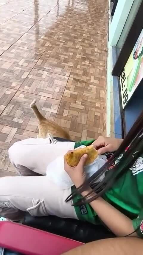 Милый попрошайка