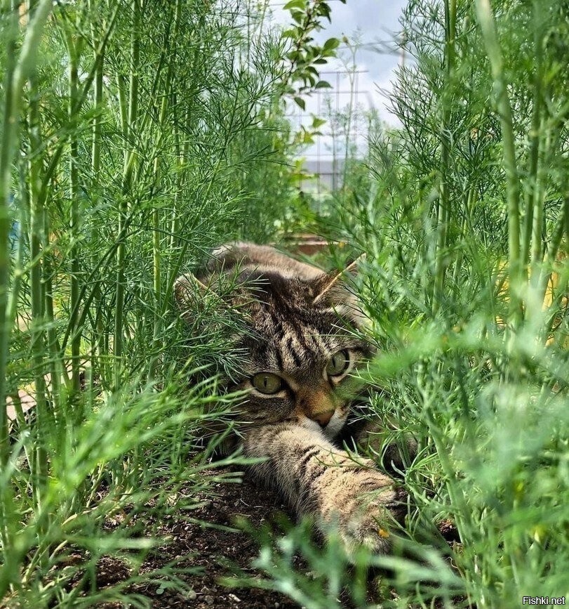 Солянка
