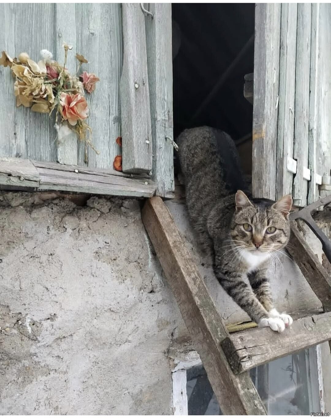 Солянка