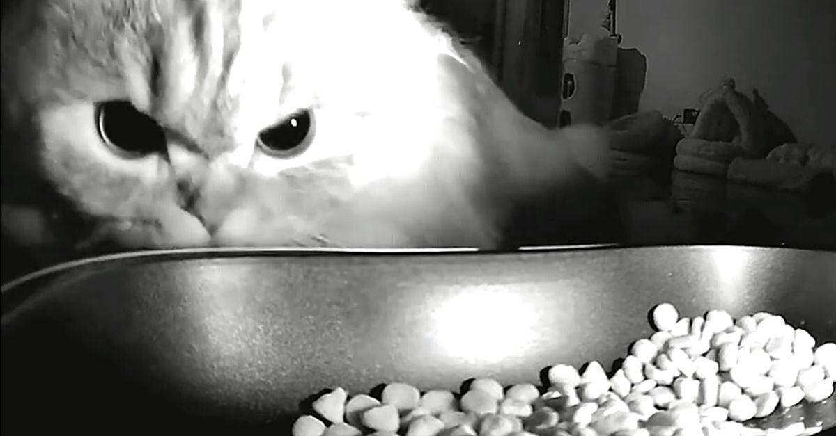 Домашний хищник у кормушки
