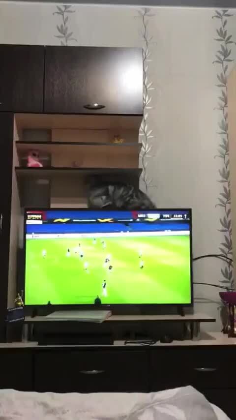 Профессиональные тыгыдыки