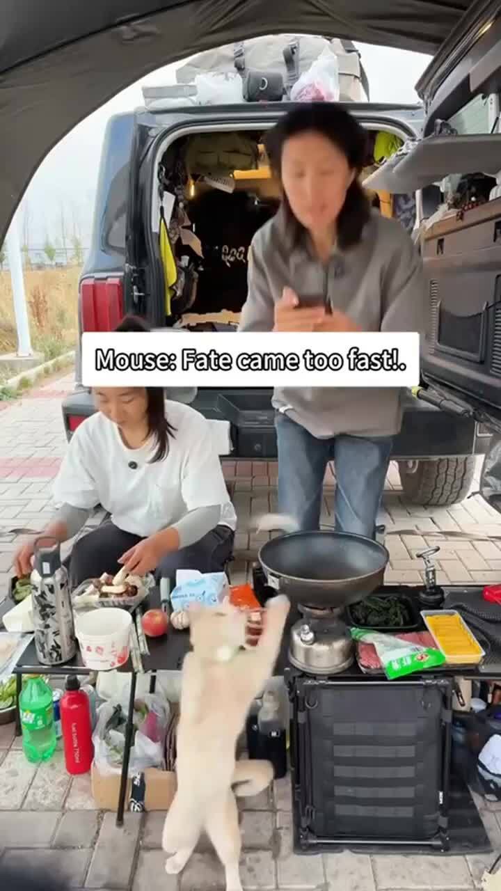 Котейка пришел разогреть еду
