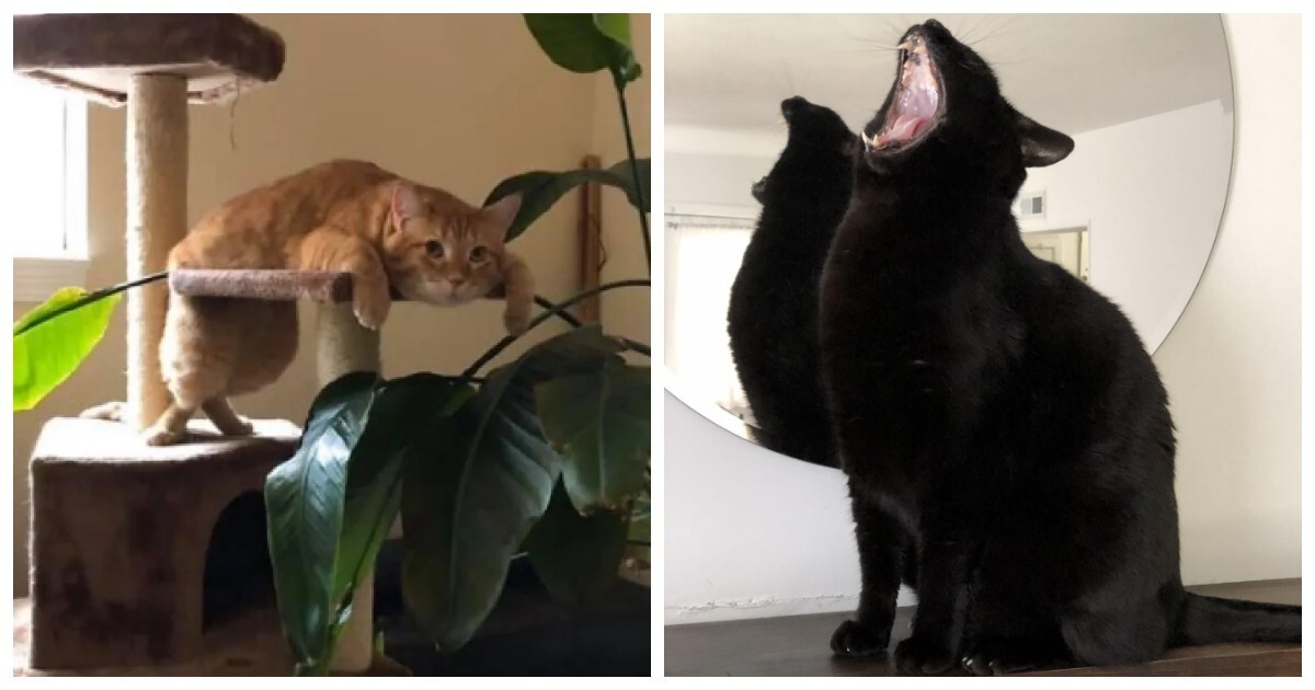 20 зависших котеек, которые нуждаются в перезагрузке