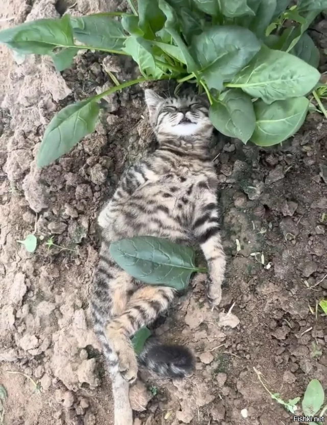 Солянка